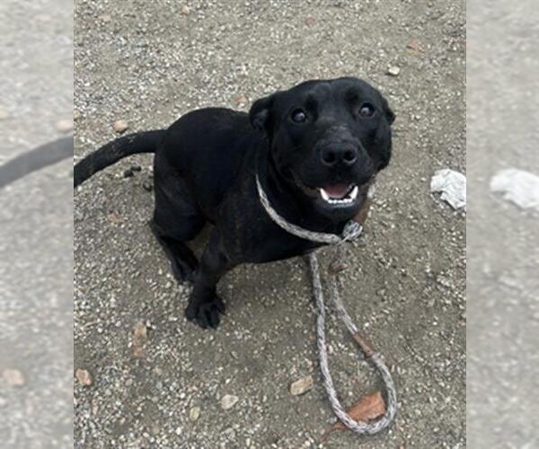 Medium Photo #1 Mutt Puppy For Sale in Redlands, CA, USA