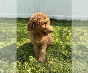 Labradoodle Puppy for sale in DAVENPORT, IA, USA