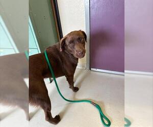 Australian Shepherd-Unknown Mix Dogs for adoption in Santa Cruz, CA, USA