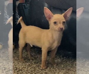 Miniature Pinscher Dogs for adoption in Peralta, NM, USA