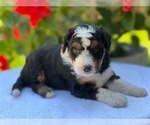 Puppy 8 Bernedoodle