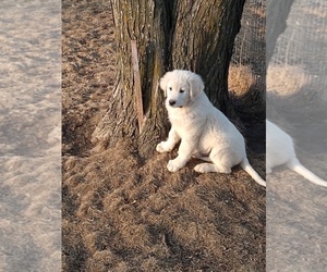 Golden Retriever-Maremma Sheepdog Mix Puppy for sale in FULTON, KY, USA