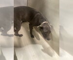 LUKE - Male Mutt Dog for Adoption - Small photo