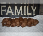 Small Photo #9 Goldendoodle Puppy For Sale in AZLE, TX, USA