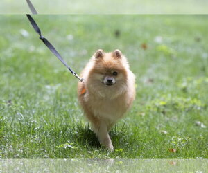 Davis - Male Pomeranian Dog for Adoption - Photo #7