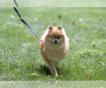 Small #6 Pomeranian