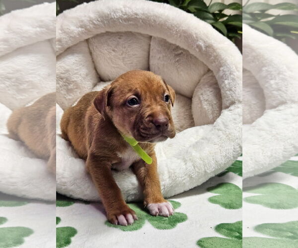 Medium Photo #2 Mutt Puppy For Sale in Euless, TX, USA