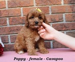 Small #1 Cavapoo (Miniature)