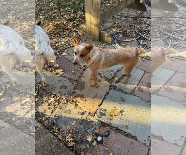 Medium Photo #4 Mutt Puppy For Sale in Garden City, NY, USA