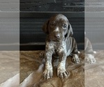 Puppy Brown German Shorthaired Pointer