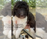 Small Photo #5 Pyredoodle Puppy For Sale in GEORGETOWN, TX, USA