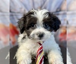 Small Photo #2 Shih Tzu Puppy For Sale in ELMHURST, IL, USA