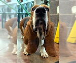 Small #3 Basset Hound