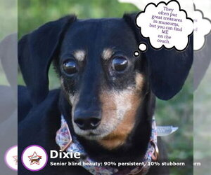 Dixie in TN (looking for a forever foster) - Female Dachshund Dog for Adoption - Photo #11
