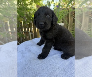 Labradoodle Puppy for sale in PEMBROKE, GA, USA