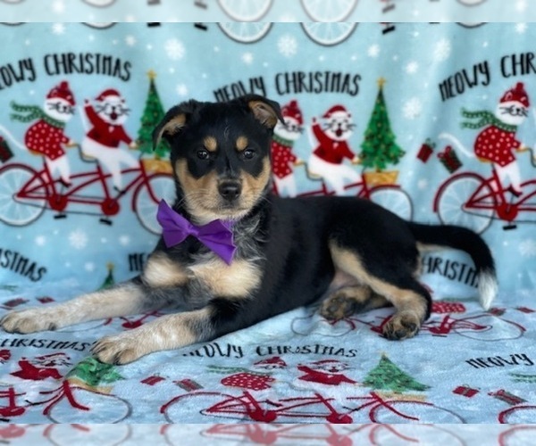 Medium Photo #1 Texas Heeler Puppy For Sale in LANCASTER, PA, USA
