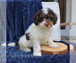 Bernedoodle (Miniature) Puppy for sale in NARVON, PA, USA