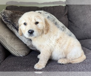 Golden Retriever Puppy for sale in FORDLAND, MO, USA