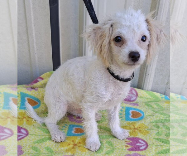 Medium Photo #1 Bichpoo Puppy For Sale in Mountain View, MO, USA