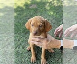Small Photo #14 Vizsla Puppy For Sale in BAKERSFIELD, CA, USA