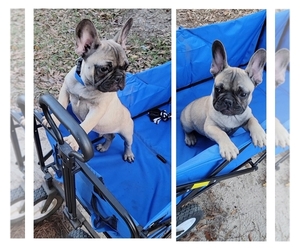 French Bulldog Puppy for sale in QUINCY, FL, USA