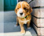 Small #2 Australian Labradoodle