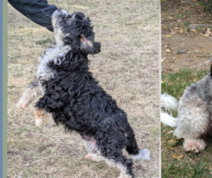 Mother of the Miniature Bernedoodle puppies born on 02/03/2025