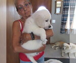 Small Photo #8 English Cream Golden Retriever Puppy For Sale in NORTHWOOD, OH, USA