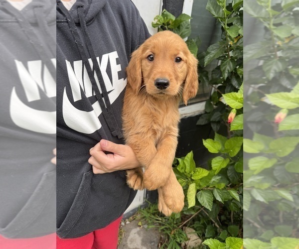 Medium Photo #5 Golden Retriever Puppy For Sale in CHAMPIONS GATE, FL, USA