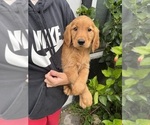 Small Photo #5 Golden Retriever Puppy For Sale in CHAMPIONS GATE, FL, USA