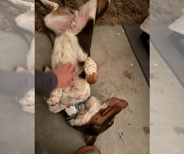 Medium Photo #3 Border-Aussie Puppy For Sale in Lake Forest, CA, USA