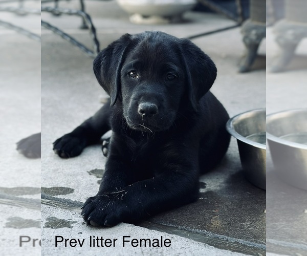 Medium Photo #13 Labrador Retriever Puppy For Sale in REDDING, CA, USA