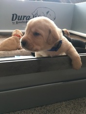Labrador Retriever Puppy for sale in MBORO, TN, USA