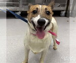 Small #1 Jack Russell Terrier Mix
