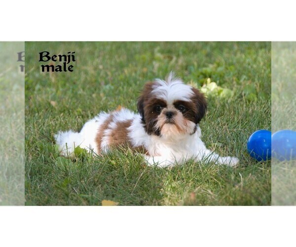 Medium Photo #3 Shih Tzu Puppy For Sale in CLARE, MI, USA