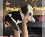 Puppy Male 2 American Bulldog