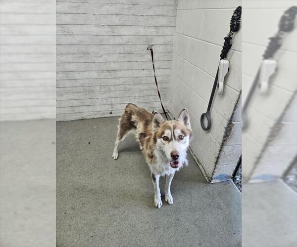Medium Photo #1 Siberian Husky Puppy For Sale in San Bernardino, CA, USA