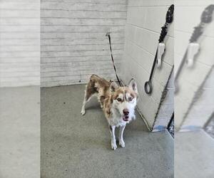 Medium Siberian Husky