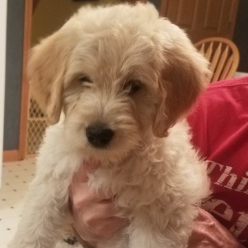Medium Photo #1 Goldendoodle Puppy For Sale in BURTON, OH, USA