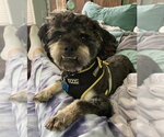 Small #7 Poodle (Miniature) Mix