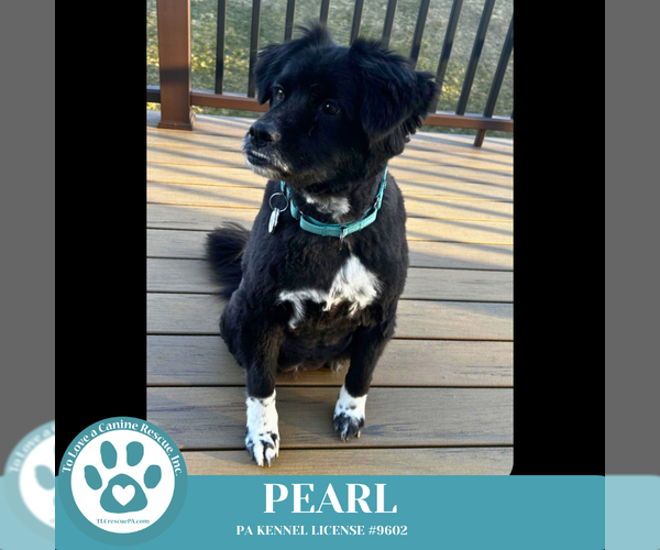 Medium Photo #21 Mutt Puppy For Sale in Kimberton, PA, USA
