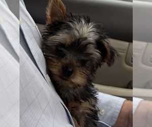 Yorkshire Terrier Puppy for sale in BELDEN, MS, USA