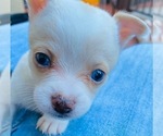 Small Photo #4 Chorkie Puppy For Sale in GREEN ACRES, FL, USA