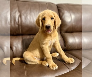 Labradoodle Puppy for sale in WARRENVILLE, SC, USA