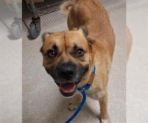 American Pit Bull Terrier-German Shepherd Dog Mix Dogs for adoption in Bakersfield, CA, USA