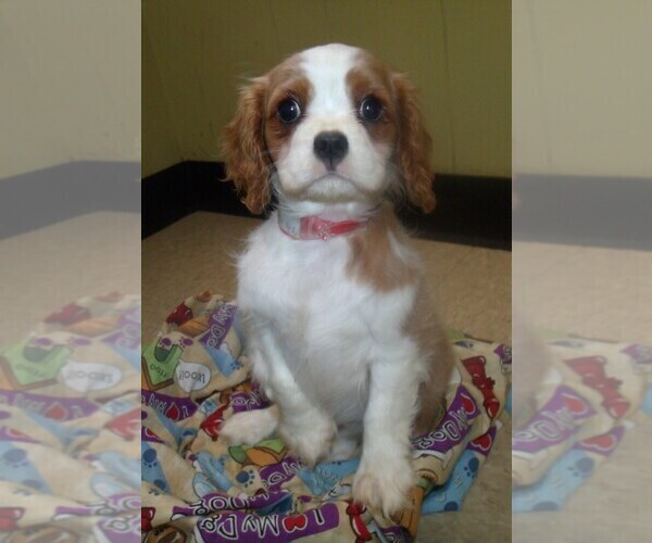 Medium Photo #4 Cavalier King Charles Spaniel Puppy For Sale in PATERSON, NJ, USA