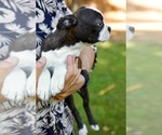 Small Photo #7 Boston Terrier Puppy For Sale in CARMICHAEL, CA, USA