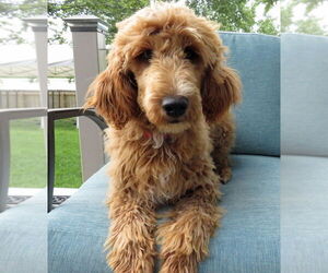 Golden Retriever-Unknown Mix Dogs for adoption in Grovertown, IN, USA