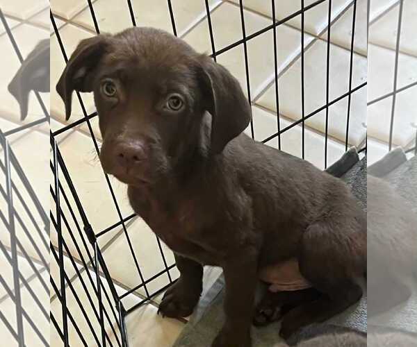 Medium Photo #1 Labrador Retriever Puppy For Sale in Mechanicsburg, PA, USA