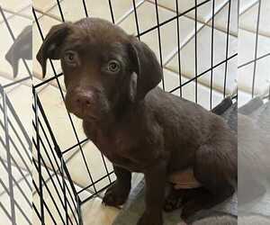Medium Labrador Retriever